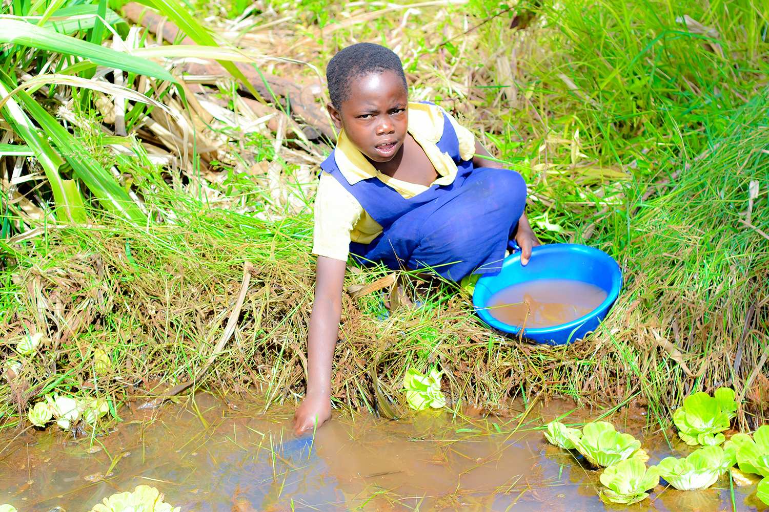Sabella schöpft dreckiges Wasser aus dem Wasserloch in einem Sumpfgebiet Sabella schöpft dreckiges Wasser aus dem Wasserloch in einem Sumpfgebiet