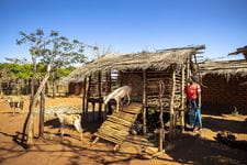 Wir schulen die Familien in Haltung und Zucht von Nutztieren. (Foto: Christian O. Bruch) Abbildung Ziege